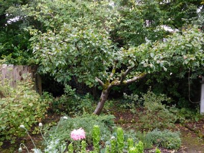 Bunratty Castle & Folk Park