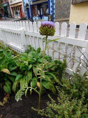 Another thistle for Thistle