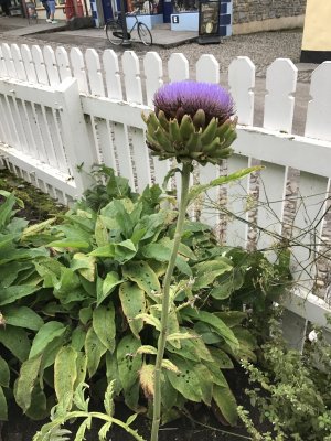 Another thistle for Thistle