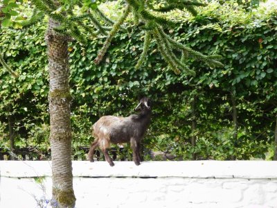 Bunratty Castle & Folk Park- The heretic goat