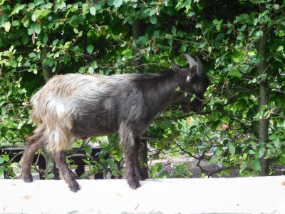 Bunratty Castle & Folk Park