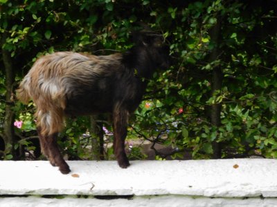 Bunratty Castle & Folk Park