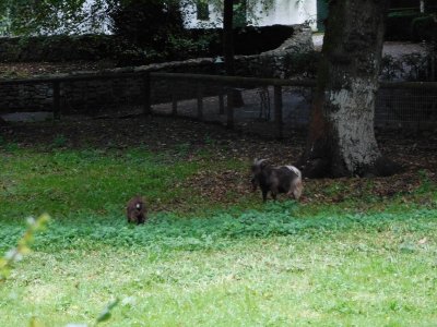 Bunratty Castle & Folk Park