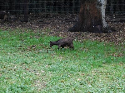 Bunratty Castle & Folk Park