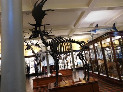 The Irish Room(ground floor) is dedicated to animals native to Ireland, featuring a variety of mammals, birds, fish, & insects