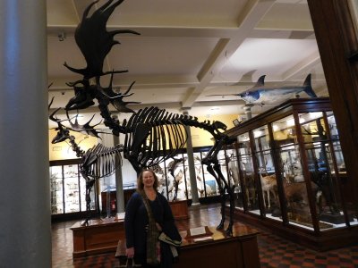 The giant Irish deer skeletons found at the entrance of the Museum are some of the most famous & distinctive animals on display