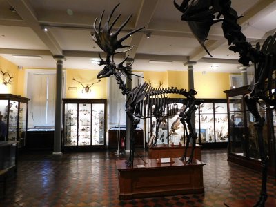Dead Zoo- One of the skeletons has an antler span of 3.5 metres
