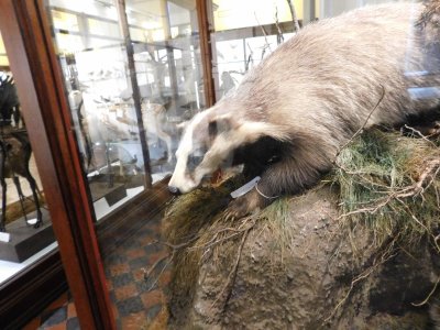 Many of the specimens of currently extant animals, such as badgers, hares, and foxes, are over a century old