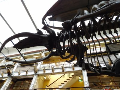 The Dead Zoo- 20 metre long humpback whale skeleton suspended from the roof