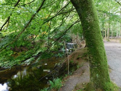 Tollymore Forest The mills were located on the banks of the Shimna River and powered by water.