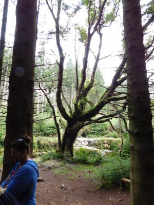 Tollymore Forest they had scouts go through the forest and mark creepy odd looking trees to film