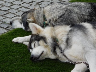 Direwolves Summer and Greywind it's a dog's life!