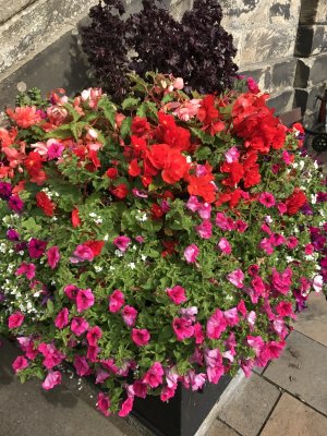 Flowers outside of Burch Halls