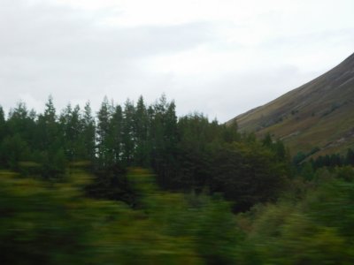 Caledonian Forest remnants at the foot of Ben Nevis(highest mountain in the British Isles)