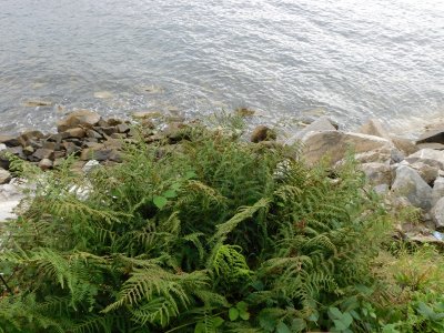 Rocky shore of Loch nan Uamh with lushious ferns growing everywhere