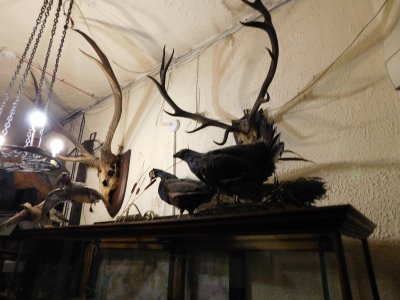 Drovers Inn greets it's visitors with worn antiques, old photos and paintings, and a huge collection of taxidermy