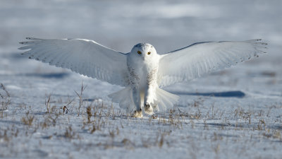 harfang des neiges