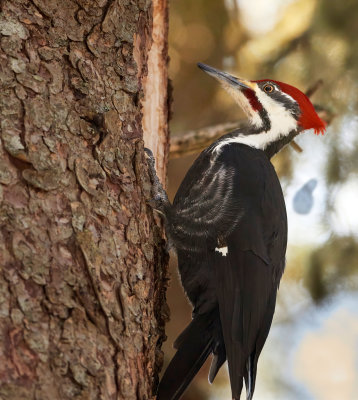 grand_pic__pileated_woodpecker
