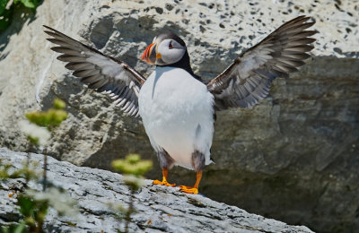 macareux_moine__atlanctic_puffin