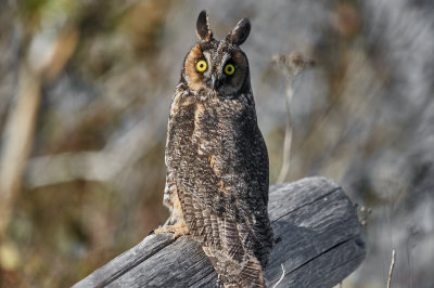 hibou_moyen_duc__long_eared_owl