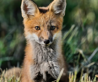 renard_roux_foxe