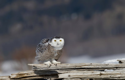harfang_des_neiges