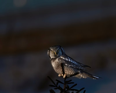 _DSC4925tr.jpg