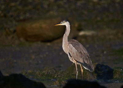 grand_hron__great_blue_heron