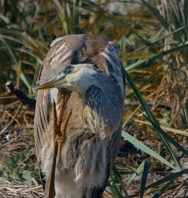 grand_hron__great_blue_heron