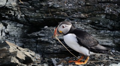 macareux_moine__atlanctic_puffin