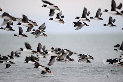 garrot_dislande_barrow_s_goldeneyes