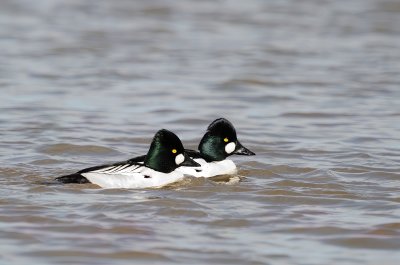 garrot_a_oeil_dor__common_goldeneye