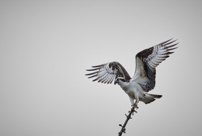 balbuzar_pcheur__osprey