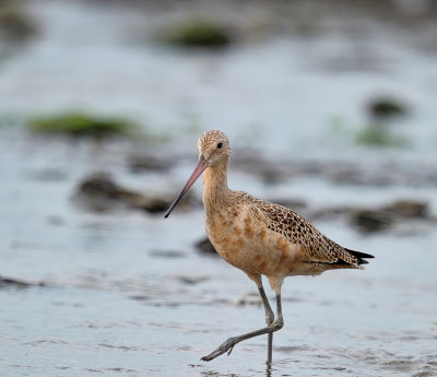 barge_hudsonnienne__hudsonnienne_godwit