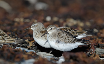 bcasseau_a_croupion_blanc__whiterumped_sandpiper