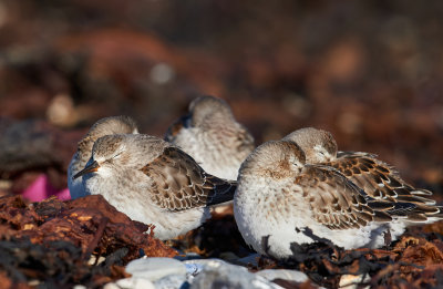 bcasseau_a_croupion_blanc__whiterumped_sandpiper