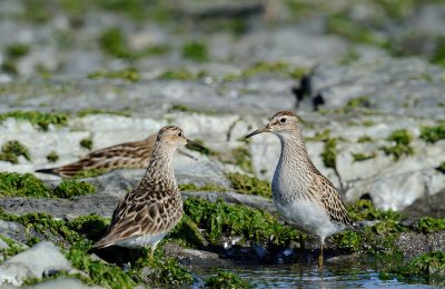 becasseau_a_poitrine_cendre__pectoral_sandpiper