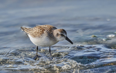 becasseau_minuscule__least_sandpiper