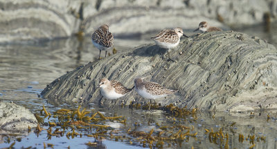 becasseau_minuscule__least_sandpiper