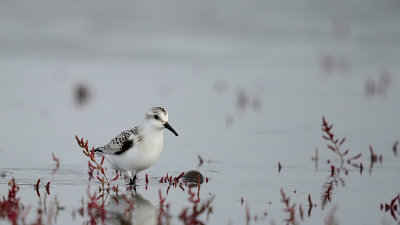 basseau_sanderling__sanderling