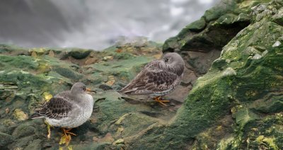 bcasseau_violet__purpul_sandpiper