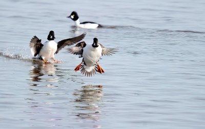garrot_a_oeil_dor__common_goldeneye