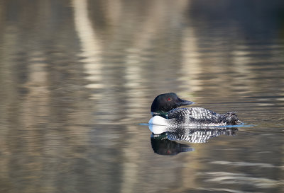 plongeon_huard__common_loon