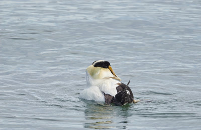 eider_a_duvet