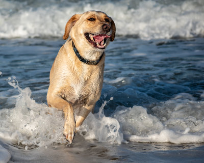 Beach Dog.jpg