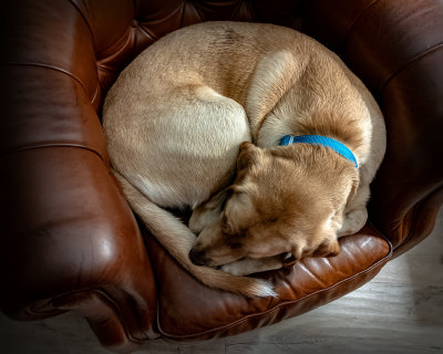 Sushi Dog.jpg