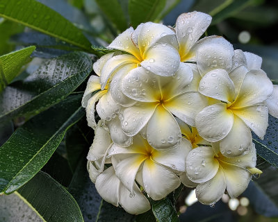 Clump of White Flowers.jpg