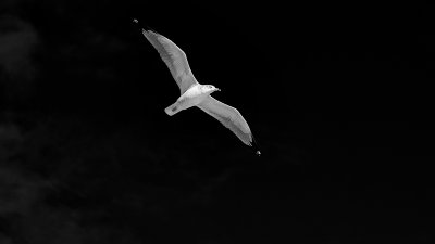 BW Gull in flight.jpg