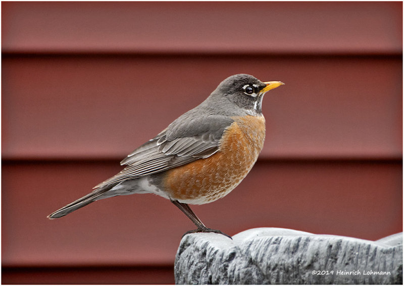 KP15571 American Robin.jpg