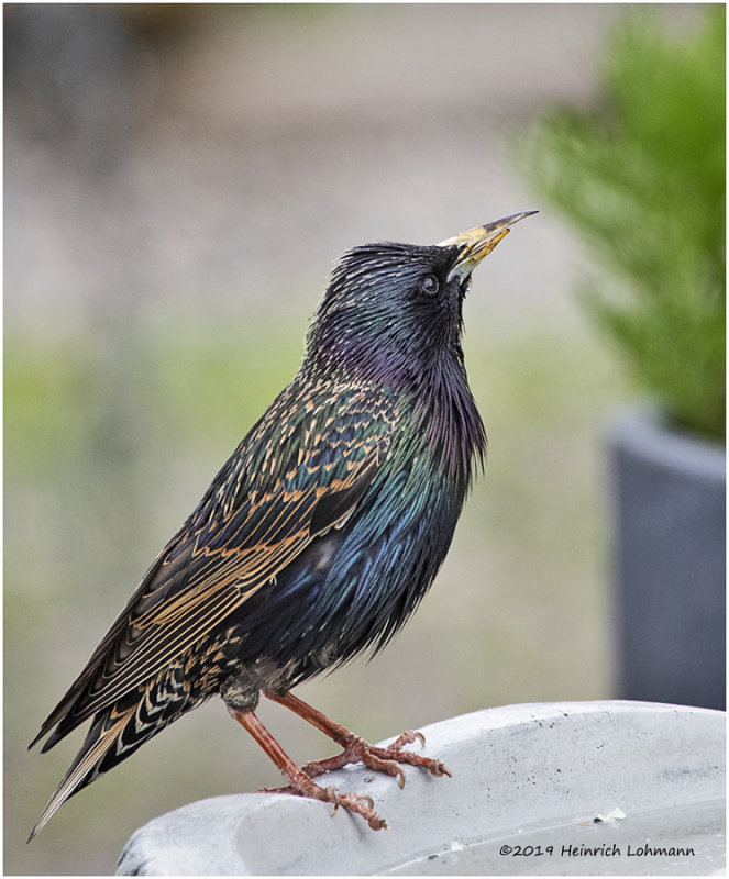 KP16236 European Starling.jpg